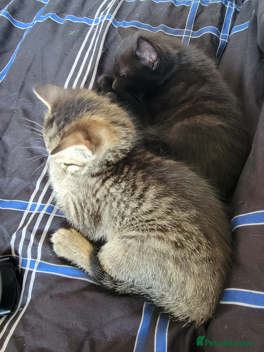 Mixed Breed cats for sale: Kittens ready now in Fareham - Advert 1