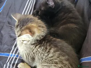 Mixed Breed cats Kittens ready now in Fareham - Advert 1