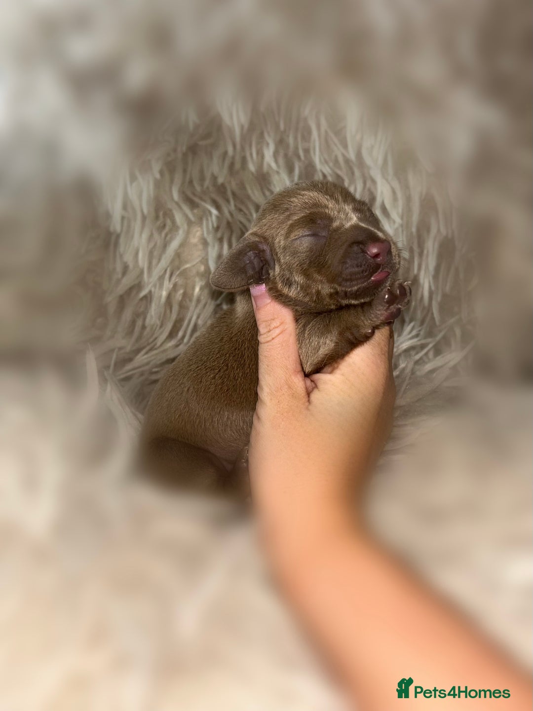 Miniature Dachshund dogs for sale: Tiny miniature kc dachshunds  - Image 13