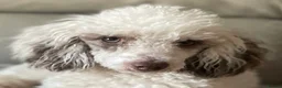 Pomapoo dogs for sale: *Waiting list Open * Summer 2026 Pomapoo  in Lichfield - Advert 4