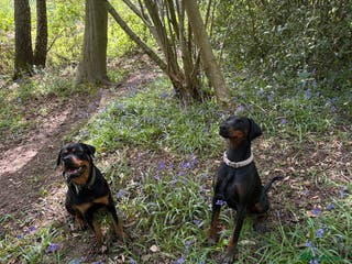 Dobermann dogs 18 month Dobermann bitch - Advert 4