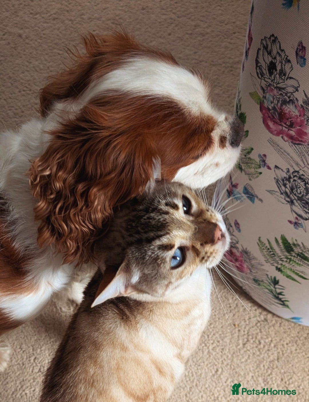 Cavalier King Charles Spaniel dogs for sale: Exquisite Lady KC reg Cavalier King Charles - Advert 16