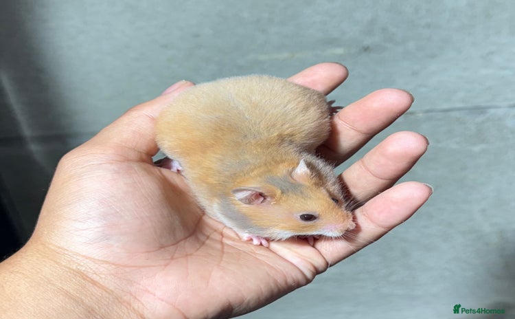 Hamster rodents - Advert 5