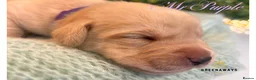 Labrador Retriever dogs for sale: Health-Tested Labrador Pups | 5-Star Breeder - Advert 38