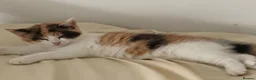 Mixed Breed cats for sale: Beautiful kitty looking for forever home  - Advert 3