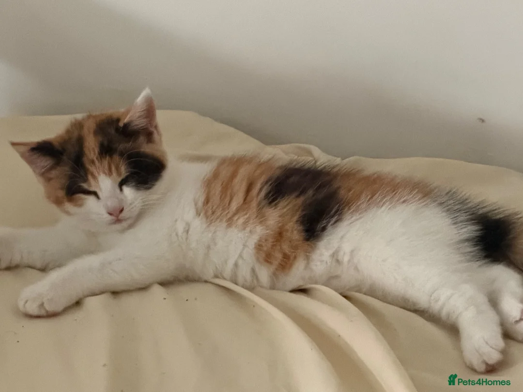 Mixed Breed cats for sale: Beautiful kitty looking for forever home  - Advert 3