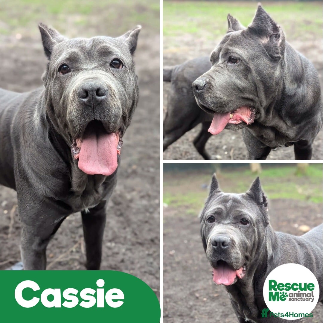 Cane Corso dogs Cassie - sweet but loyal girl - Advert 4