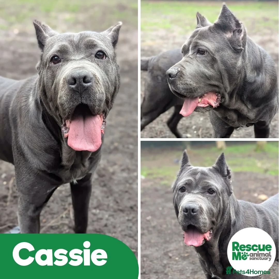 Cane Corso dogs for adoption: Cassie - sweet but loyal girl - Advert 1