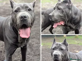 Cane Corso dogs Cassie - sweet but loyal girl - Advert 4