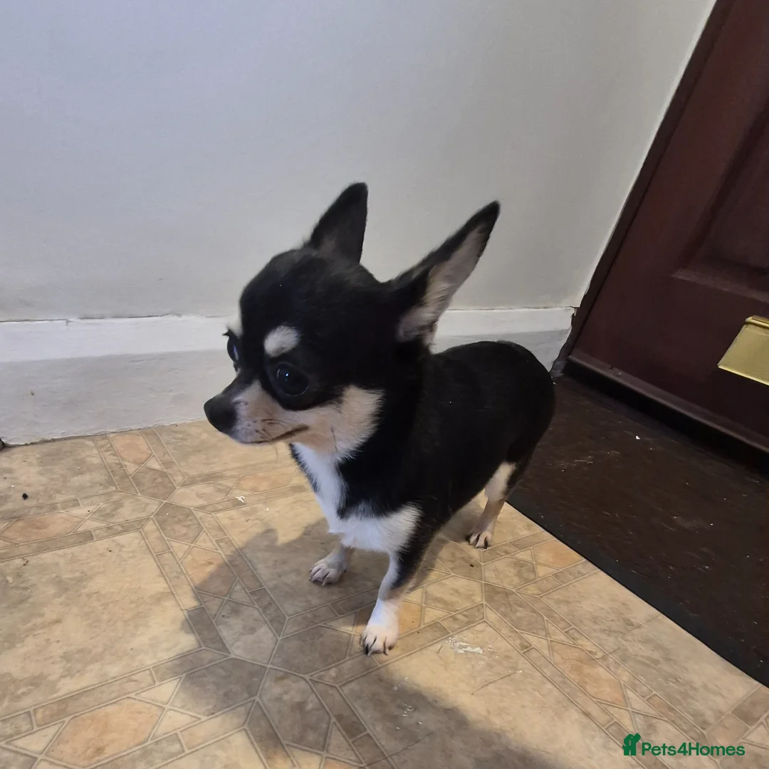 Chihuahua dogs for sale: Beautiful black and tan girl  - Advert 1