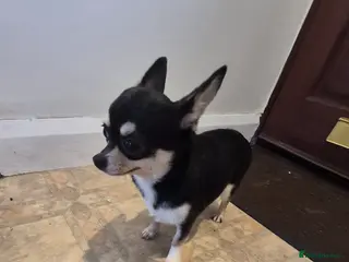 Chihuahua dogs Beautiful black and tan girl - Advert 15