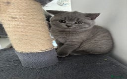 British Shorthair cats for sale: Blue British short hair kittens  in Braintree - Image 32