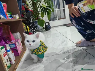 British Shorthair cats sweet kittens 13weeks old - Advert 7