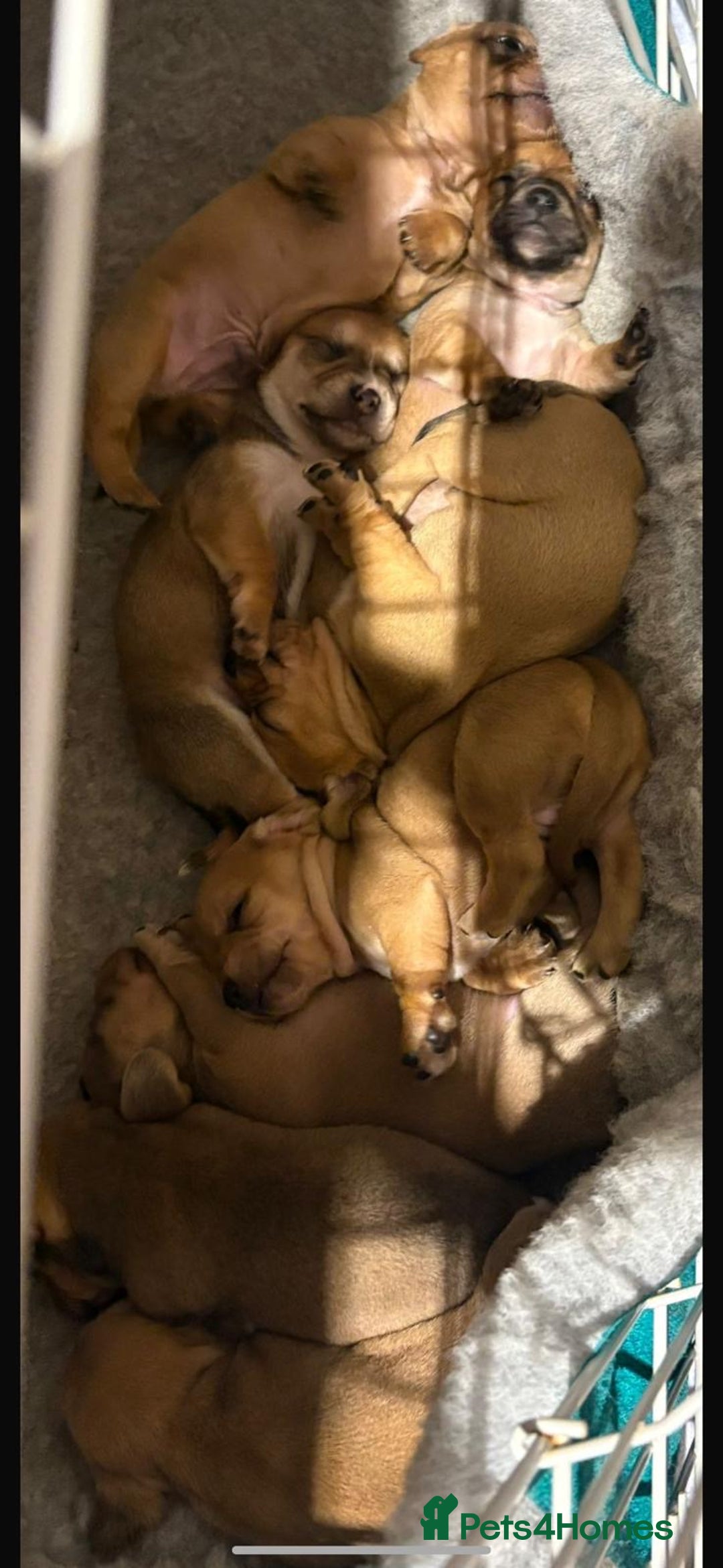 Chiweenie dogs for sale: Beautiful chiweenie puppies  - Advert 5