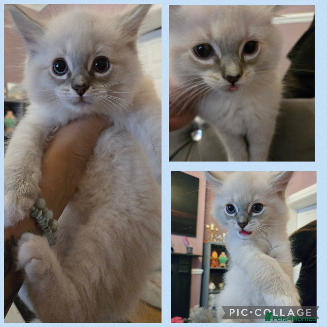 Ragdoll cats for sale: Purebred Ragdoll kittens, blue, seal, Lynx mitted - Image 5