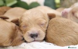 Cavapoo dogs for sale: *HEALTH TESTED* CAVAPOO PUPPIES - Image 20