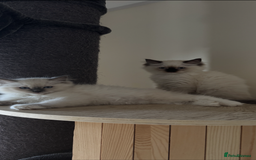 Ragdoll cats for sale: Stunning GCCF reg ragdoll kittens available now  - Image 19