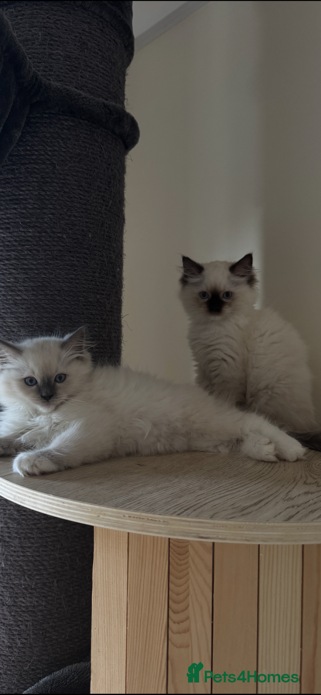 Ragdoll cats for sale: Stunning GCCF reg ragdoll kittens available now  - Image 19