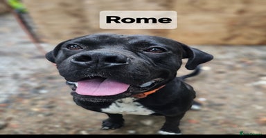 Mixed Breed dogs - Advert 3