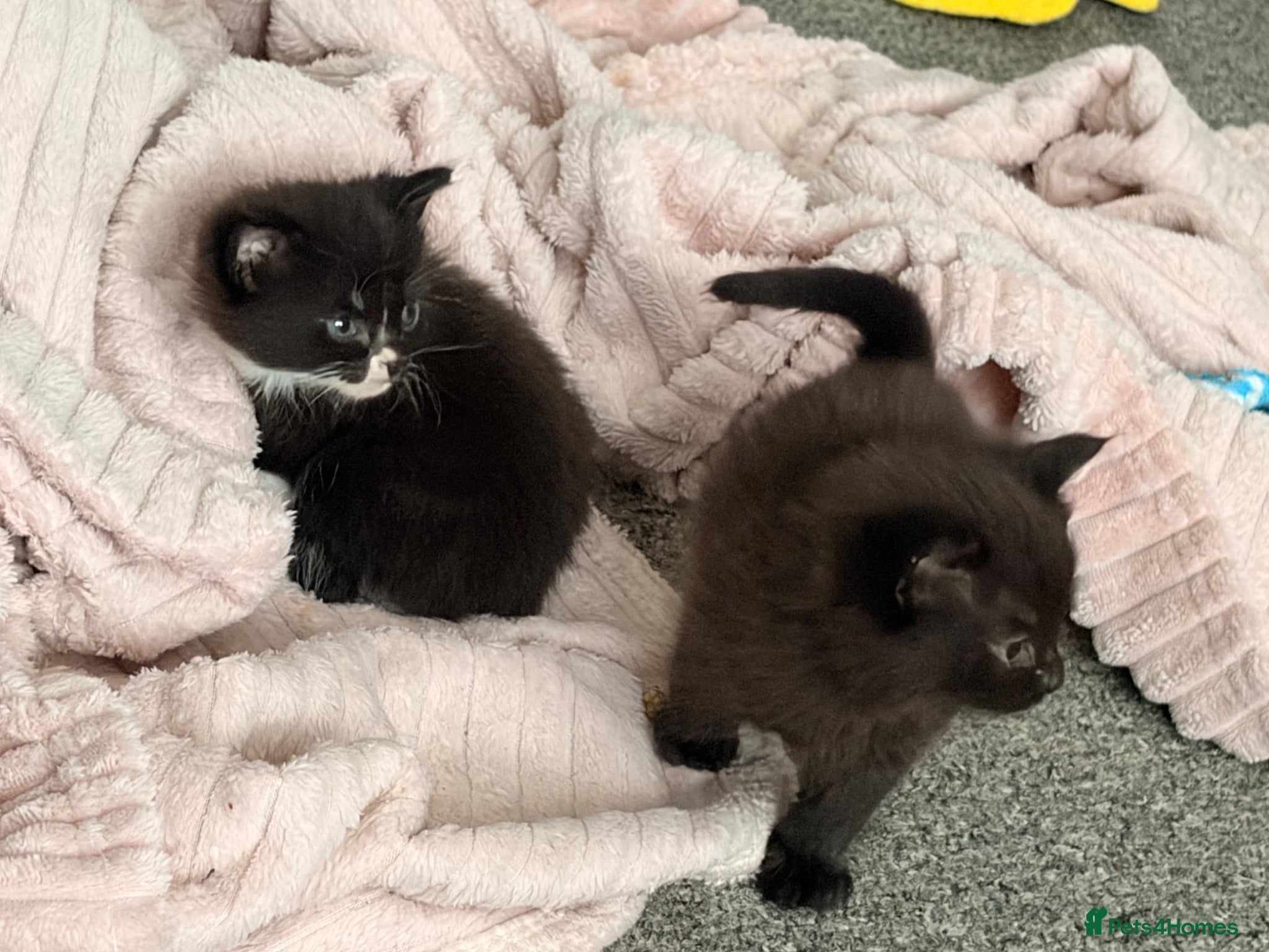 Mixed Breed cats for sale: Male kittens - Advert 4