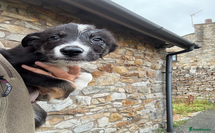 Border Collie dogs - Advert 1