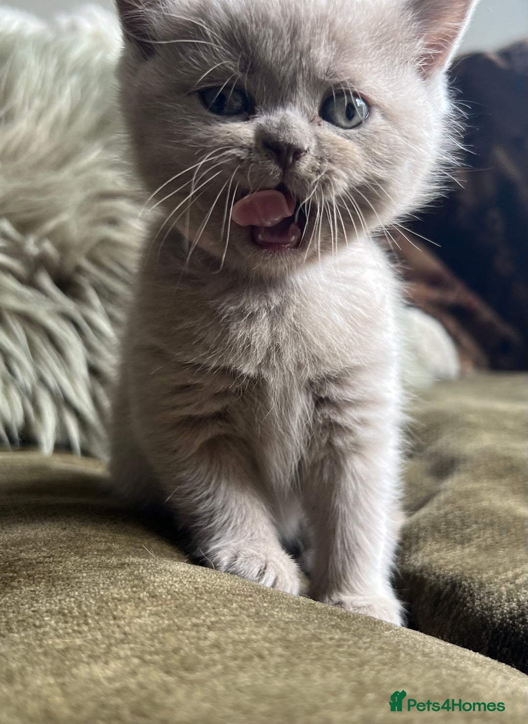 Scottish Fold cats for sale: Beautiful lilac Scottishfold straight ear kittens  - Image 35