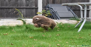 Pomeranian dogs - Advert 8