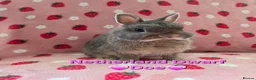 Netherland Dwarf rabbits for sale: Very tame ☆ Blue Otter Netherland Dwarf 💗Doe💗 - Advert 1