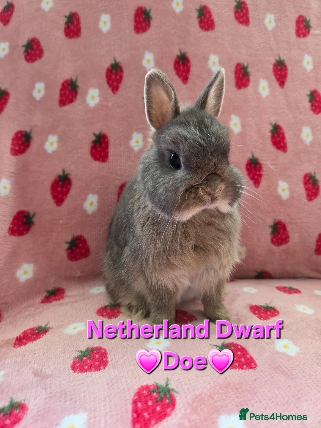 Netherland Dwarf rabbits for sale: Very tame ☆ Blue Otter Netherland Dwarf 💗Doe💗 - Advert 1