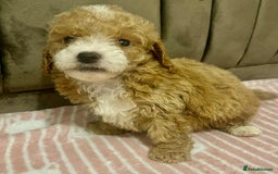 Maltipoo dogs for sale: Tiny tea cup maltipoo - Image 3