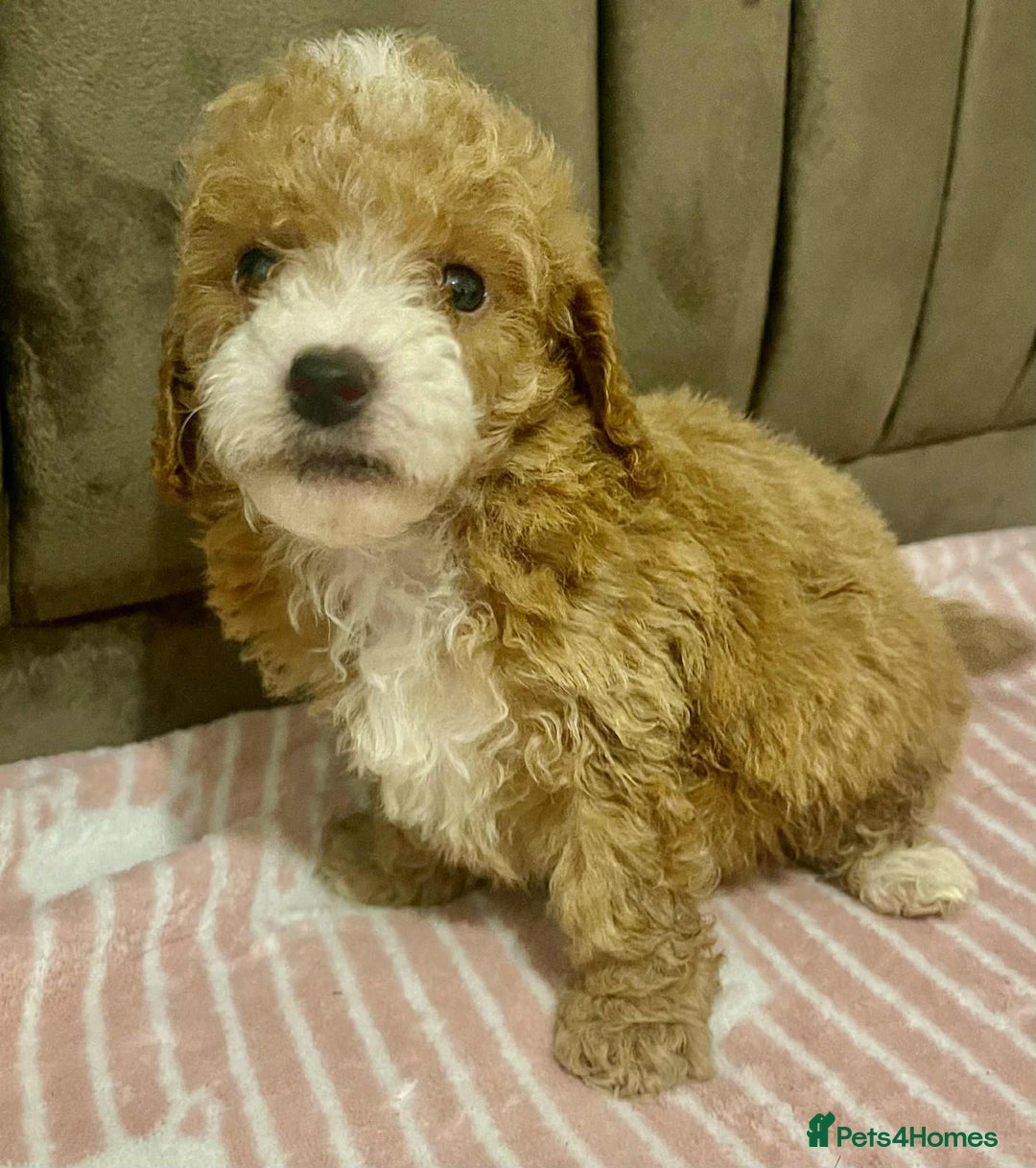 Maltipoo dogs for sale: Tiny tea cup maltipoo - Image 3