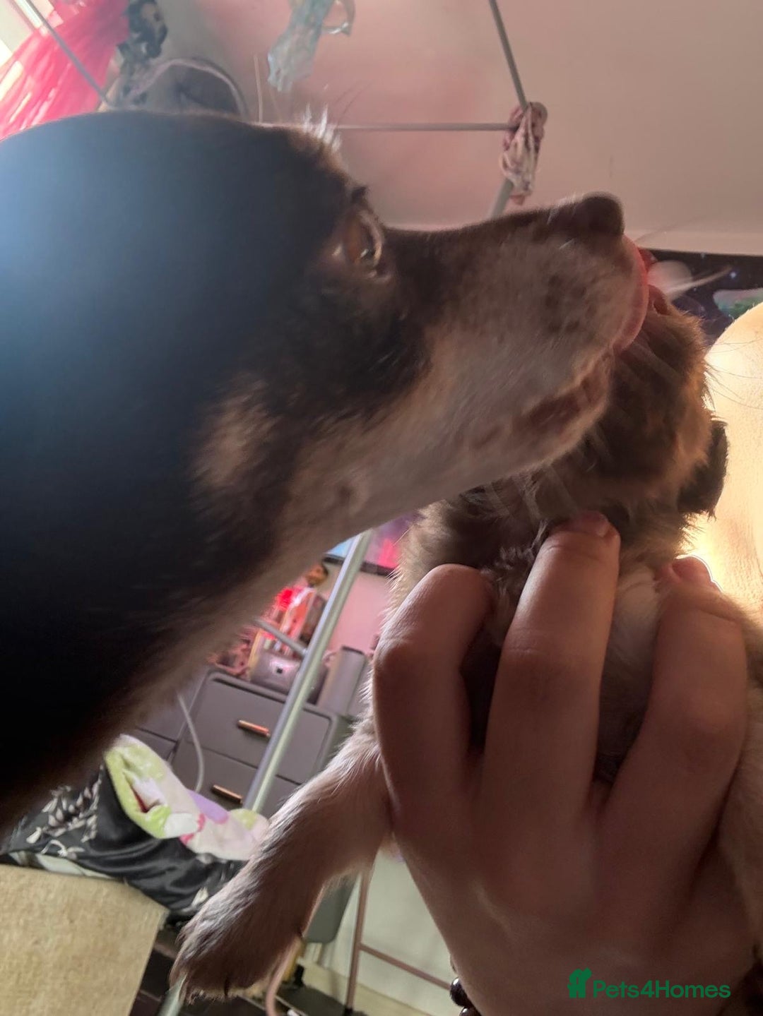 Mixed Breed dogs for sale: chihuahua mixed breed - Advert 20