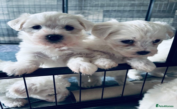 Mixed Breed dogs - Advert 1