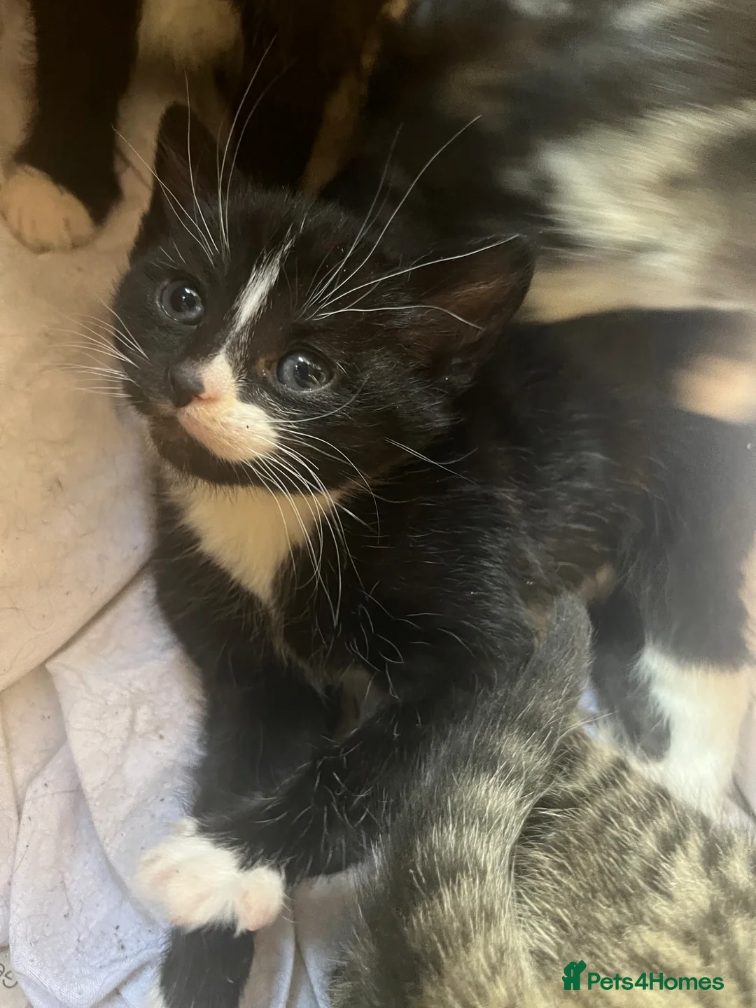 Mixed Breed cats for sale: Maine Coone x British shorthair babies - Advert 2