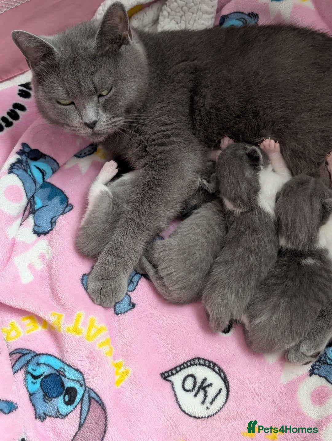 British Shorthair cats for sale: Beautiful BSH kittens needs their forever homes - Advert 1