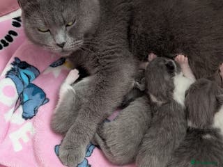 British Shorthair cats Only 1 beautiful BSH kitten left - Advert 4