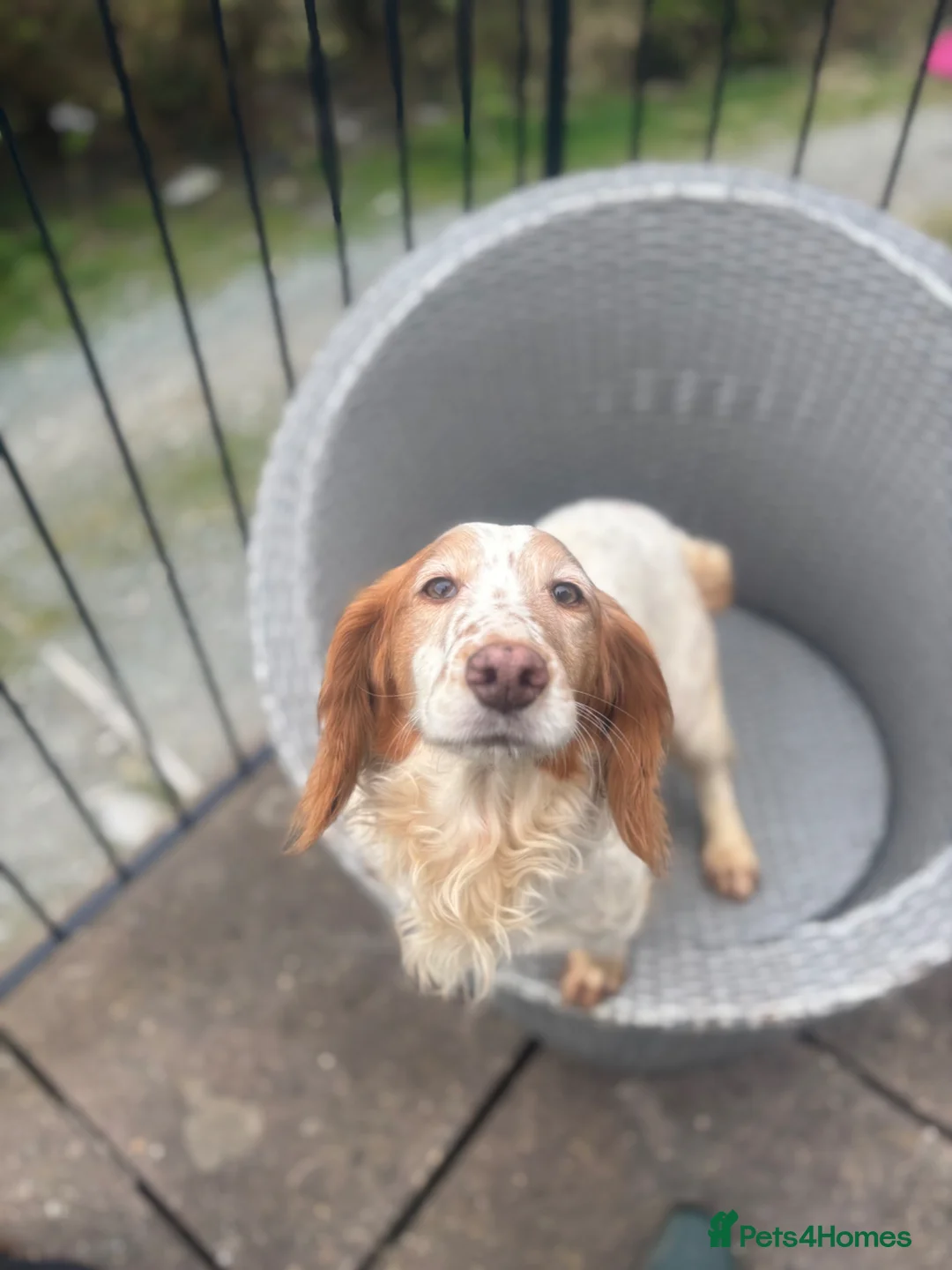 Cocker Spaniel dogs for sale: Cocker spaniel puppies due  in Machynlleth - Advert 2