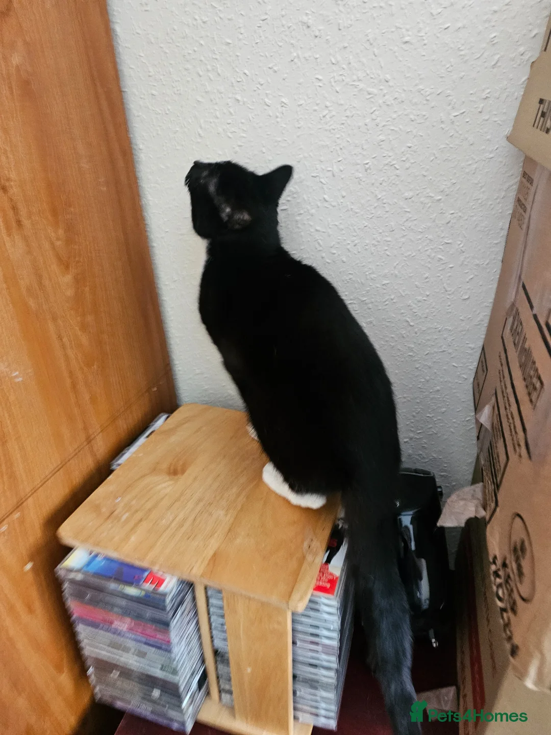 Mixed Breed cats for sale: Female cat to be rehomed in Liverpool - Advert 3