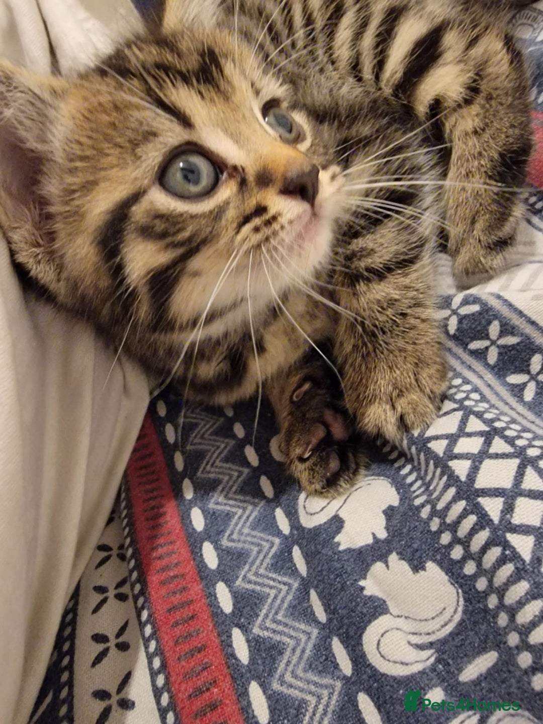 Mixed Breed cats for sale: Beautiful kittens for sale - Advert 22