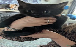 Persian cats for sale: British blue and Persian mix kittens ready now ❤️ - Image 4
