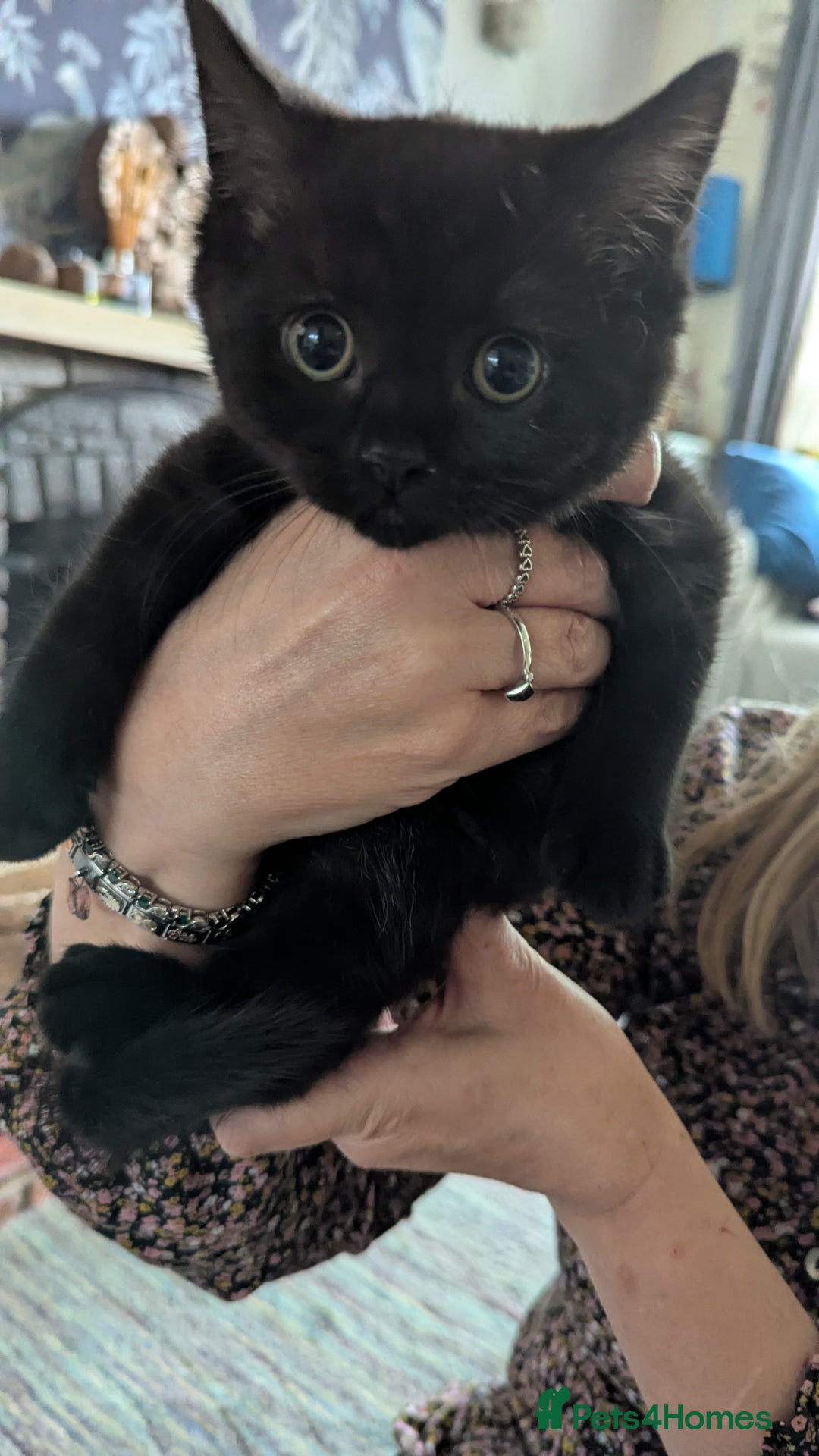 Persian cats for sale: British blue and Persian mix kittens ready now ❤️ - Image 4