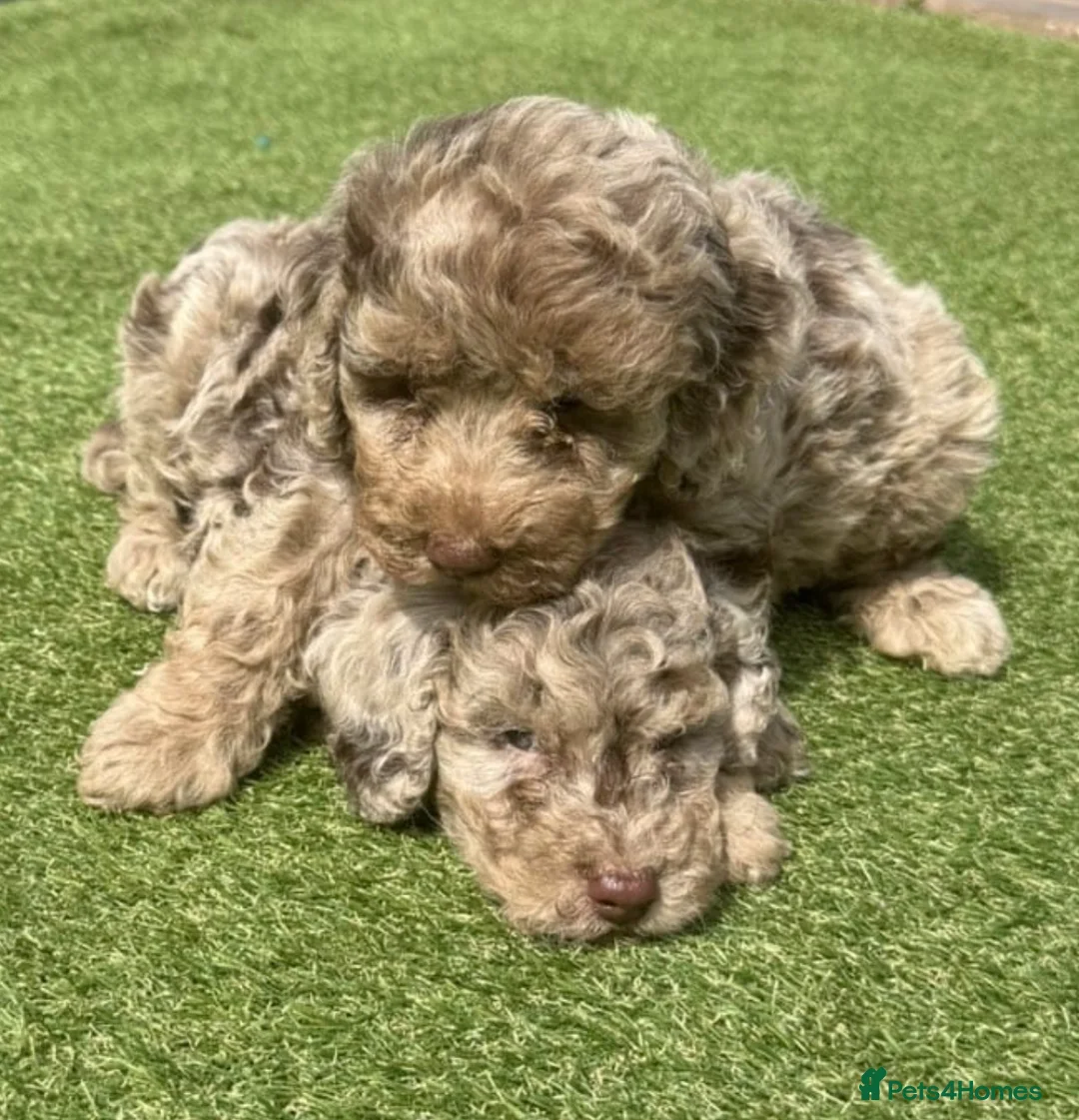 Cockapoo dogs for sale: Beautiful F1B Cockapoo Boy & Girl 🐾  - Advert 1