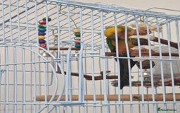 Parrots birds for sale: jenday conure parrot - Image 4
