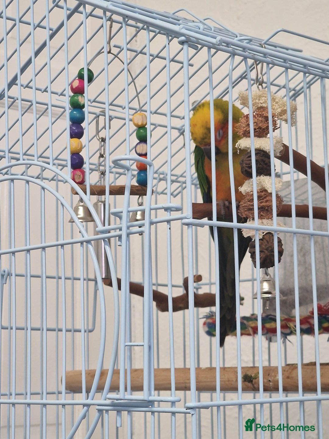 Parrots birds for sale: jenday conure parrot - Image 4