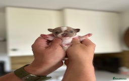 Chihuahua dogs for sale: 5⭐️licensed breeder! Gorgeous Girl ready 28/8❤️ - Image 5