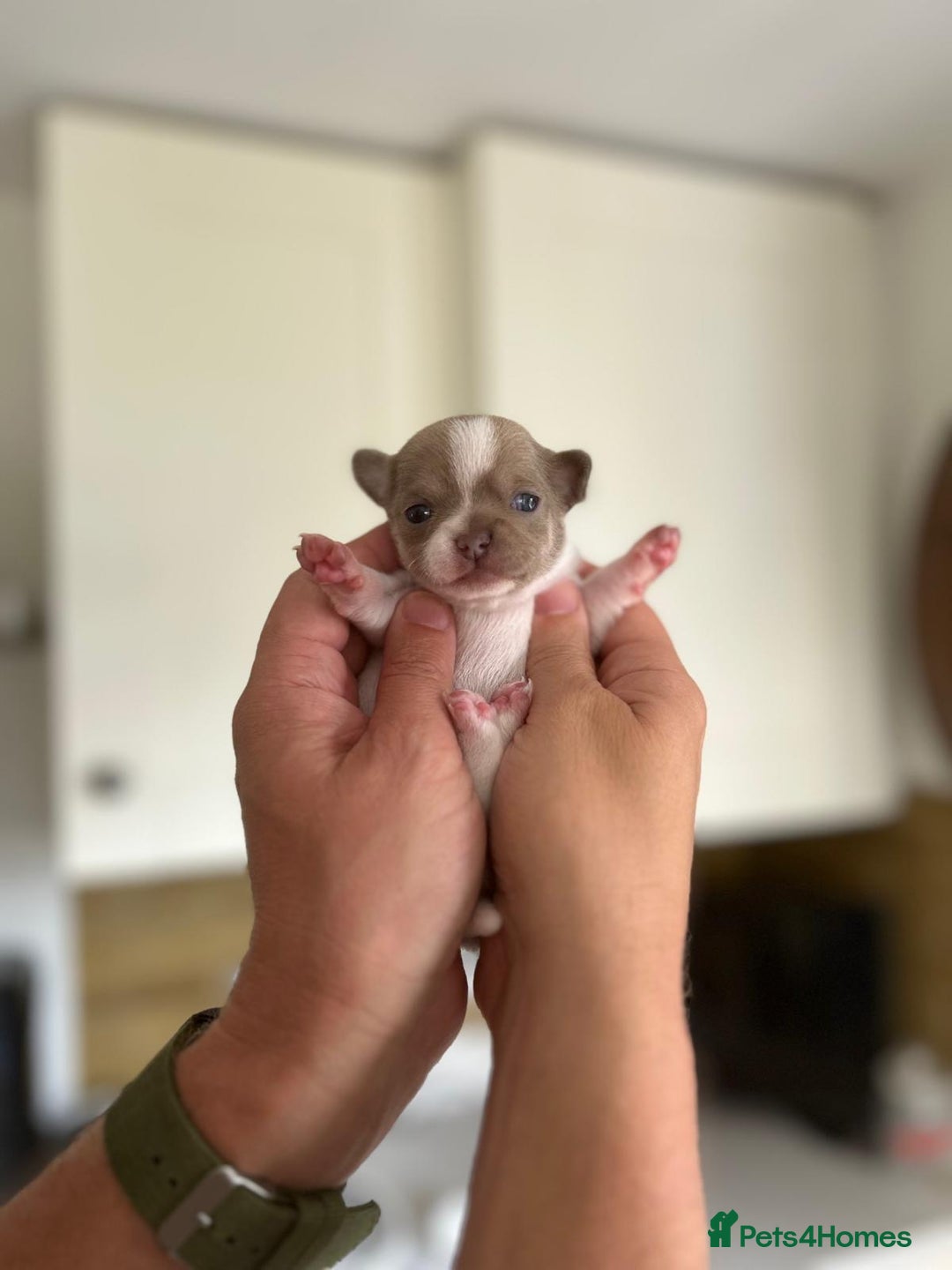 Chihuahua dogs for sale: 5⭐️licensed breeder! Gorgeous Girl ready 28/8❤️ - Image 5