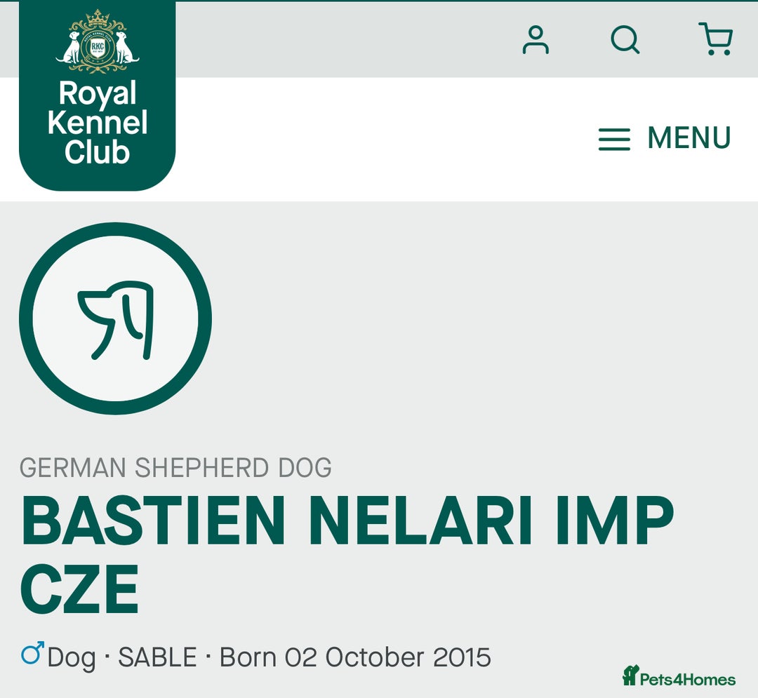 German Shepherd dogs for sale: Pedigree, Czech Line, Straight Back - Advert 6