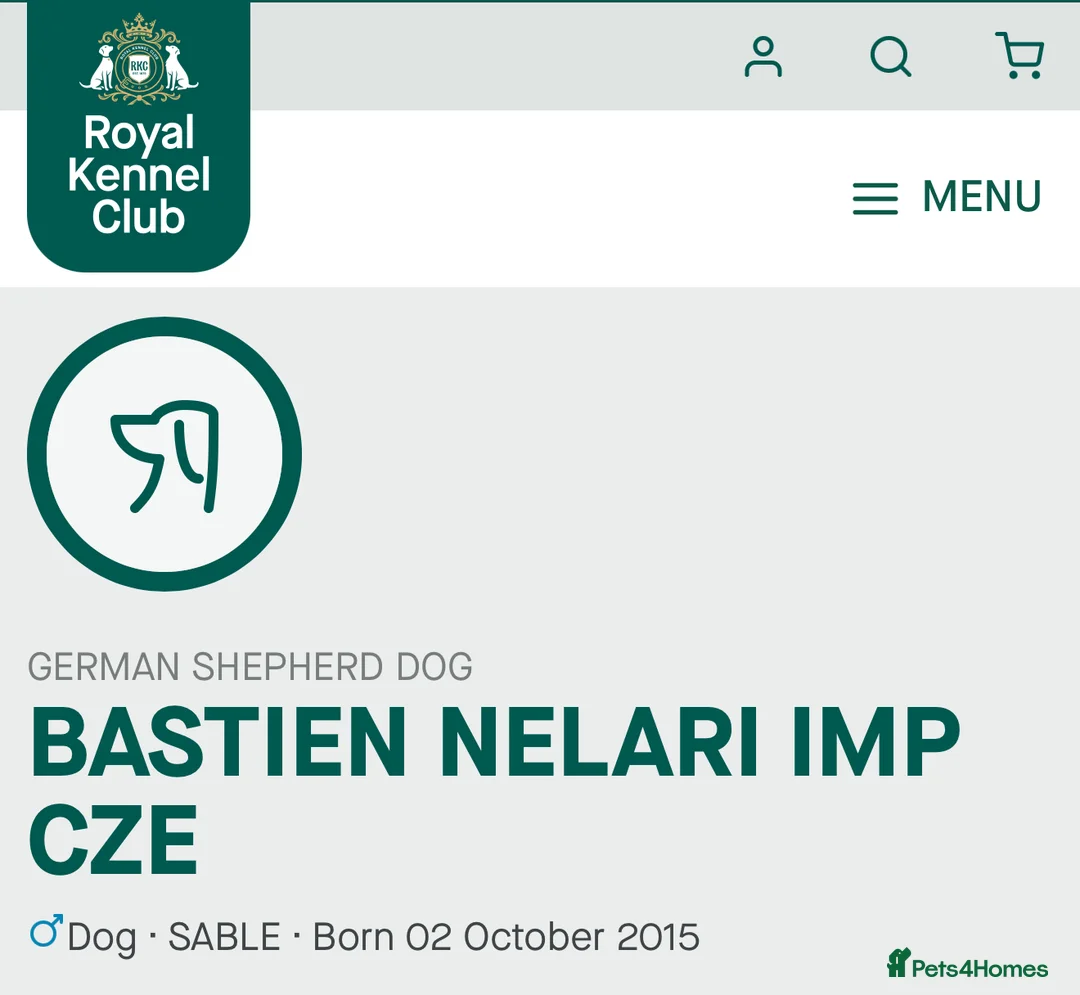 German Shepherd dogs for sale: Pedigree, Czech Line, Straight Back puppies - Advert 13