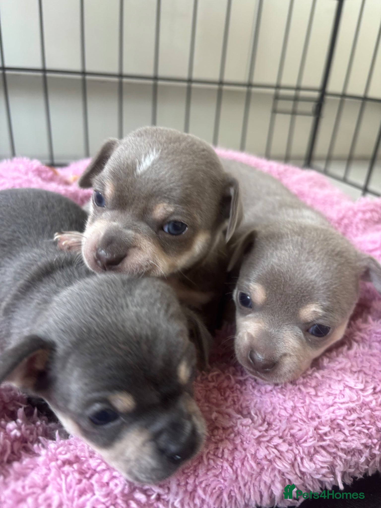 Chihuahua dogs CHIHUAHUA BEAUTIFUL PUPS READY 20TH JUNE - Advert 6