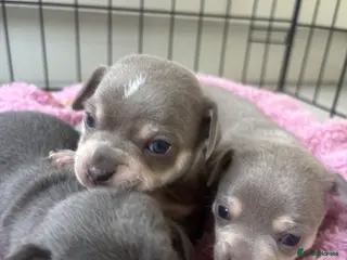 Chihuahua dogs CHIHUAHUA BEAUTIFUL PUPS READY 20TH JUNE - Advert 6